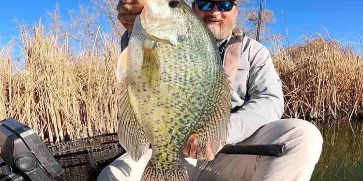 New Colorado State record Crappie caught